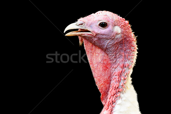 Сток-фото: Турция · курица · черный · природы · птица · фермы