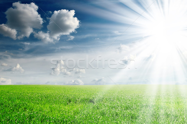 field and sun Stock photo © Serg64