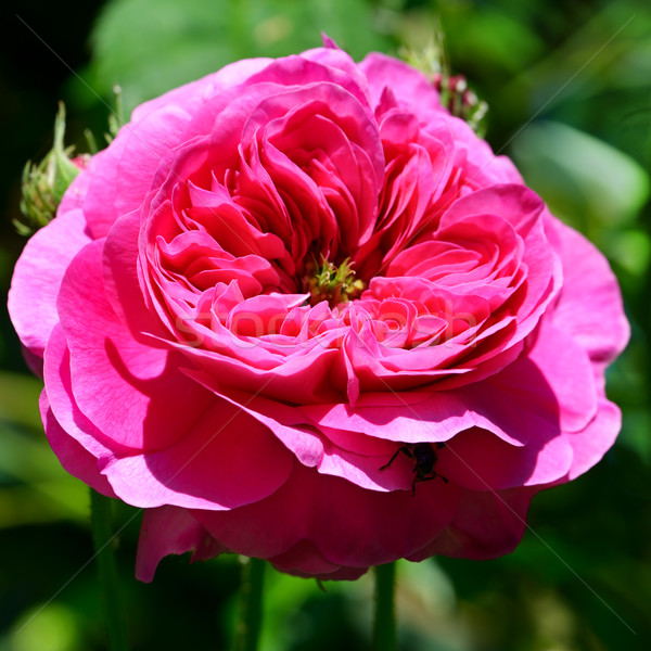 Red rose in flower bed Stock photo © Serg64