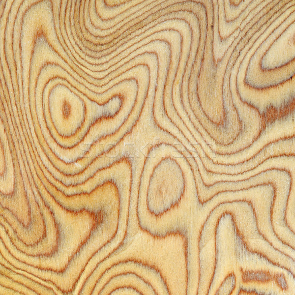 Textura árvore floresta abstrato natureza Foto stock © serg64