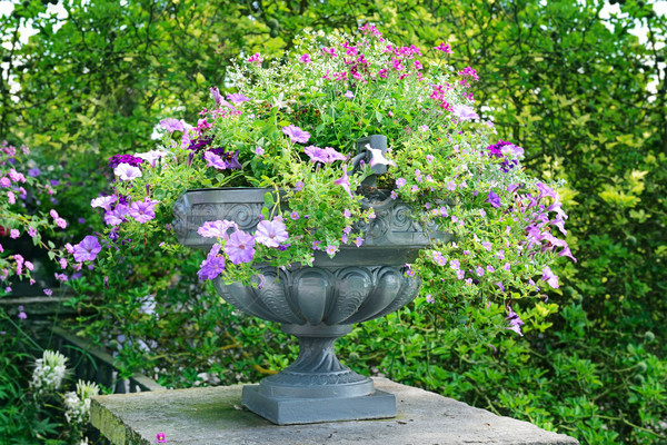 flower bed in vase  Stock photo © serg64