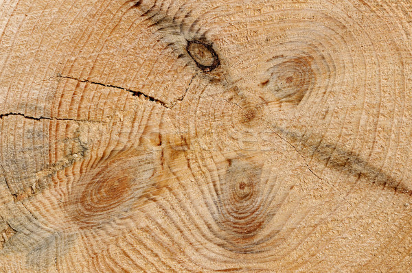 La texture du bois croissance anneaux croix fond arbres Photo stock © Serg64