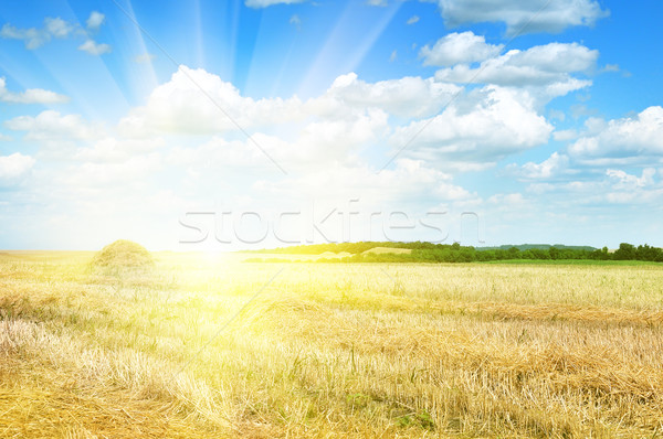 Stock foto: Bereich · beleuchtet · Sonne · Himmel · Gras · Holz