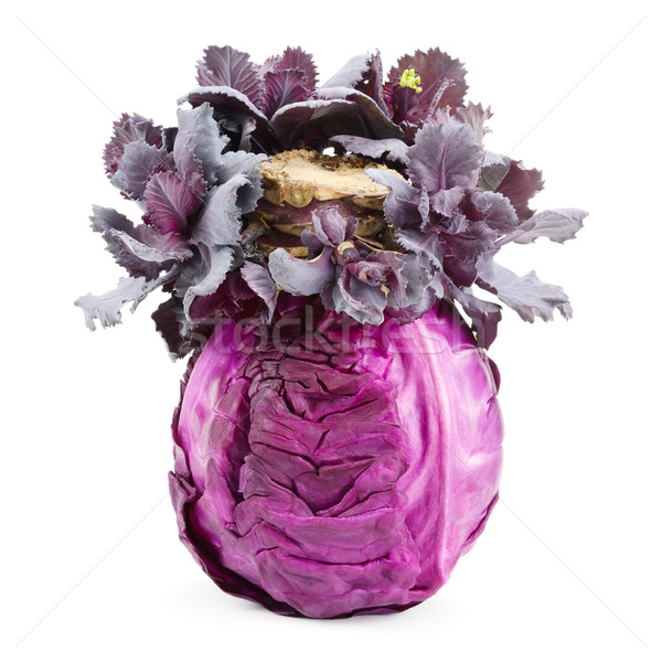 cabbage-head Stock photo © Serg64