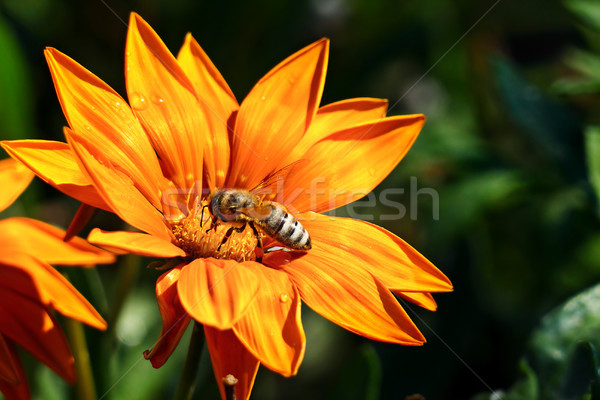 Abeja néctar flor planta primavera hierba Foto stock © serg64