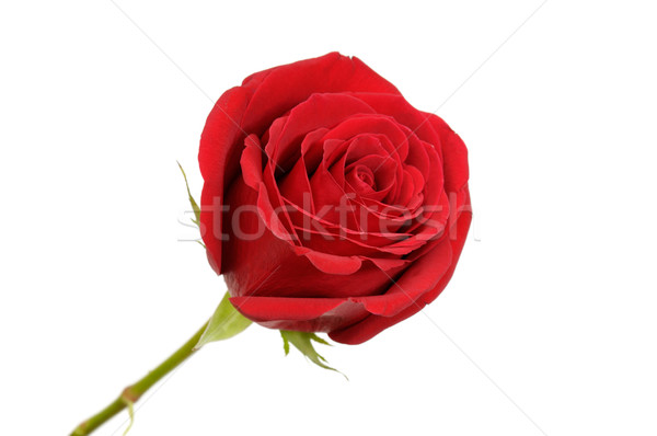 Beautiful rose Stock photo © Serg64