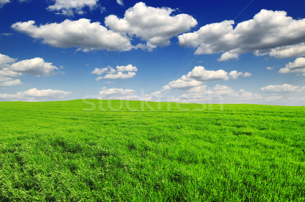 Frühling Wiese schönen blauer Himmel Wolken Gras Stock foto © Serg64