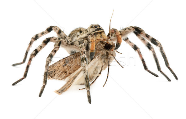 Păianjen vânătoare fluture izolare alb ochi Imagine de stoc © serg64