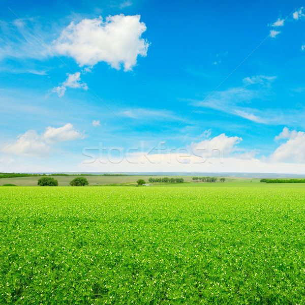 Peas field and blue sky Stock photo © serg64