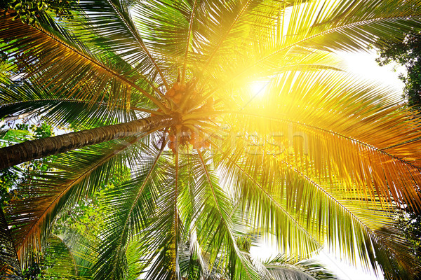 sunlight through the leaves of palm trees   Stock photo © serg64