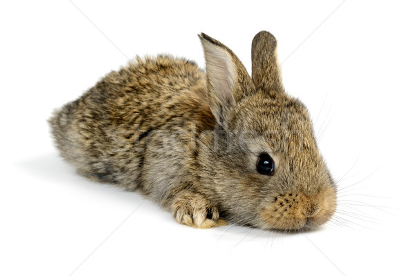 Pequeño conejo aislado blanco naturaleza fondo Foto stock © serg64
