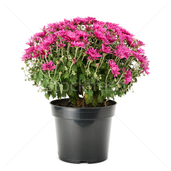 blooming chrysanthemum in flowerpot Stock photo © serg64