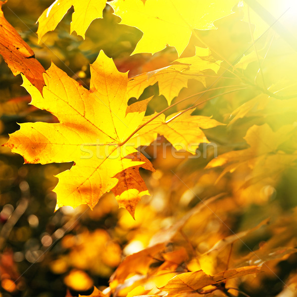Ahorn Blätter beleuchtet Sonne Sonnenuntergang Hintergrund Stock foto © Serg64