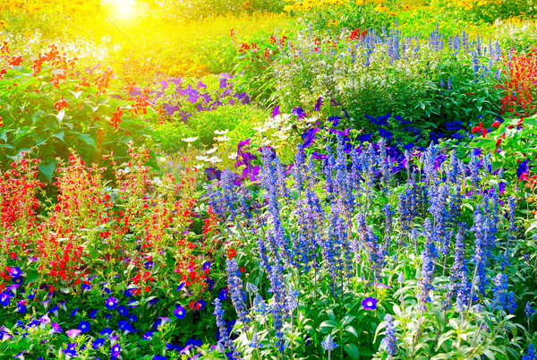 Stock photo: Colorful flower bed