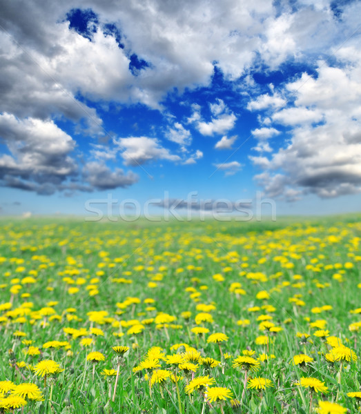 Weide gedekt hemel bloem wolken gras Stockfoto © Serg64
