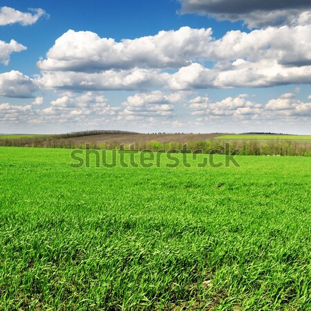 Primavera prato cielo blu sole sfondo verde Foto d'archivio © serg64