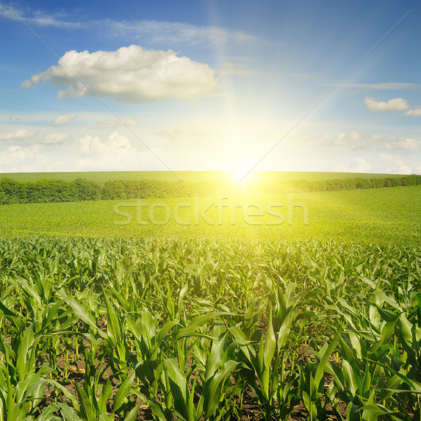 美麗 日落 玉米 場 天空 樹 商業照片 © serg64