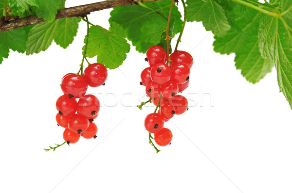 Rot Johannisbeere isoliert weiß Blatt Hintergrund Stock foto © Serg64