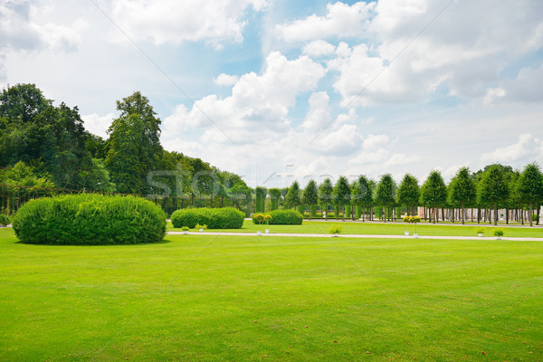 Beautiful meadow in the park Stock photo © serg64