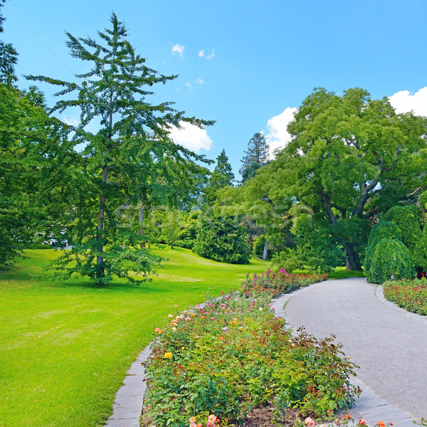 Footpath in a summer park Stock photo © serg64