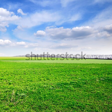 Bereich Frühling Wolken Gras Sonne grünen Stock foto © Serg64