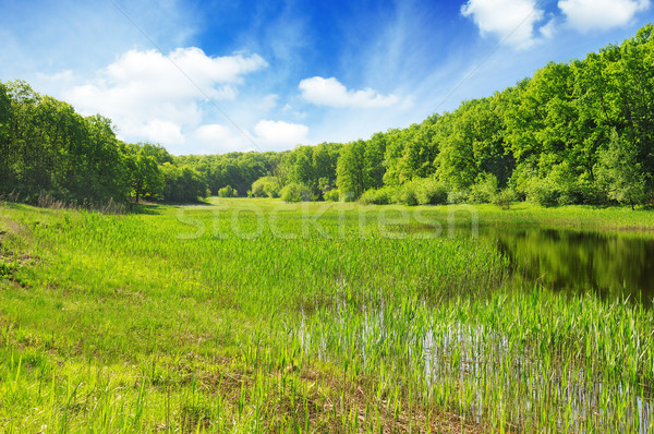 Lac pădure apă copac iarbă lemn Imagine de stoc © Serg64