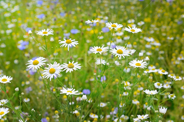 Bianco erba verde fiore fiori natura panorama Foto d'archivio © serg64