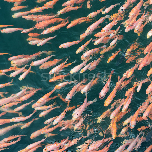 Schule Fisch Wasser Essen Sommer orange Stock foto © serg64