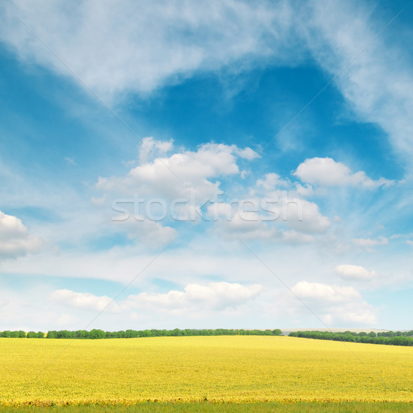 łące pokryty chmury wiosną trawy słońce Zdjęcia stock © Serg64