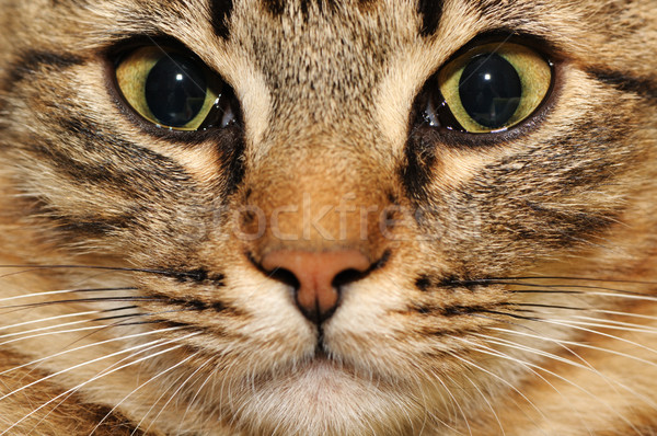 Gato doméstico mão olho natureza fundo diversão Foto stock © Serg64