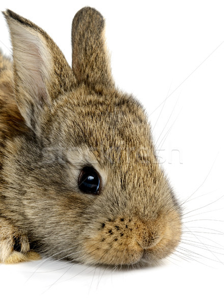 小 兔 孤立 白 性質 背景 商業照片 © serg64