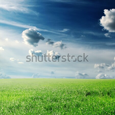草地 春天 太陽 背景 綠色 雲 商業照片 © Serg64