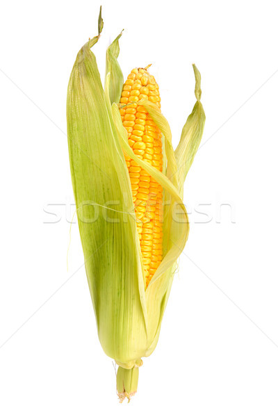corn on the cob  Stock photo © serg64