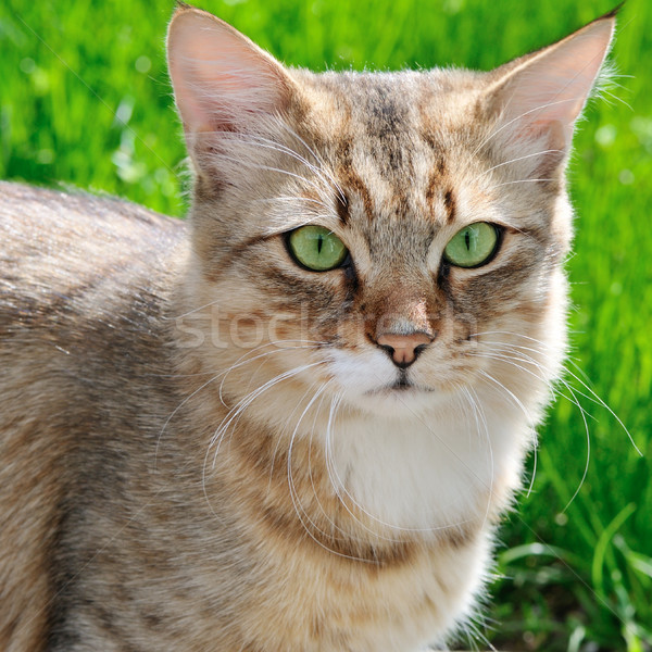 cat on a background of a green grass Stock photo © serg64