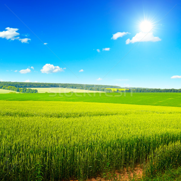 Piękna wygaśnięcia pole pszenicy jasne Błękitne niebo niebo Zdjęcia stock © serg64