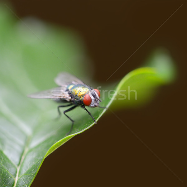 Large fly on a green leaf Stock photo © serg64