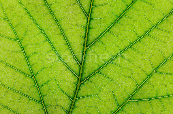 fresh leaf Stock photo © serg64