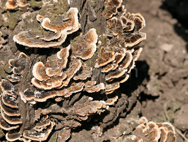 Ciupercă colonie copac pădure fundal grup Imagine de stoc © Serg64