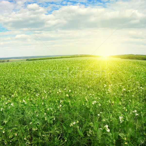 Foto d'archivio: Bella · sunrise · campo · cielo · nubi · primavera