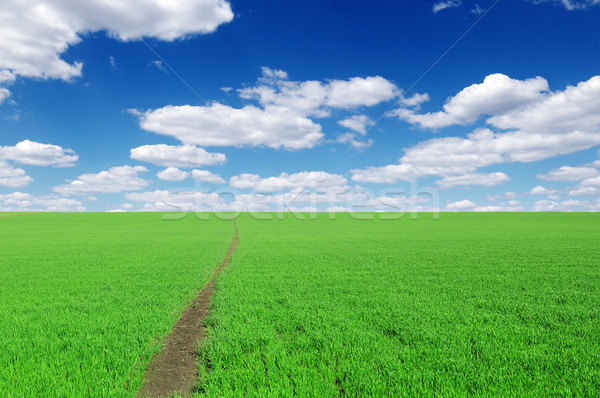 pathway on field Stock photo © Serg64