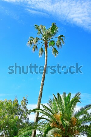 high palm on background of blue sky Stock photo © serg64