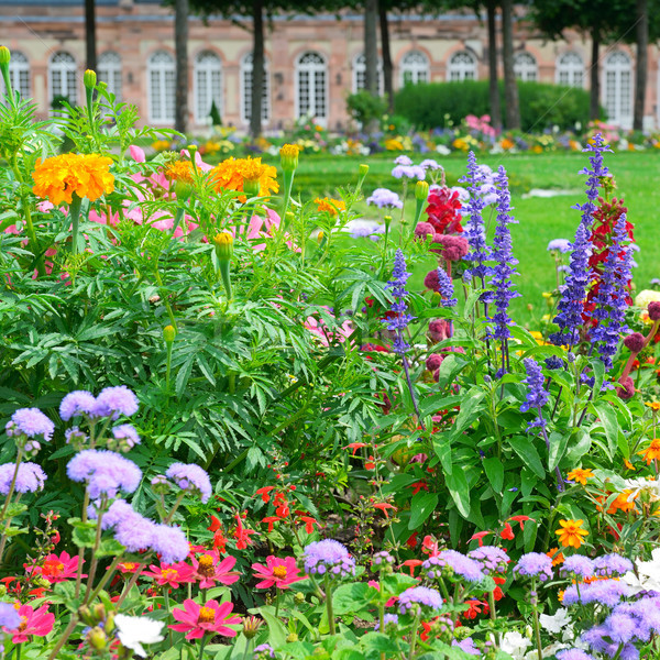 Blossoming flowerbeds in the park Stock photo © serg64