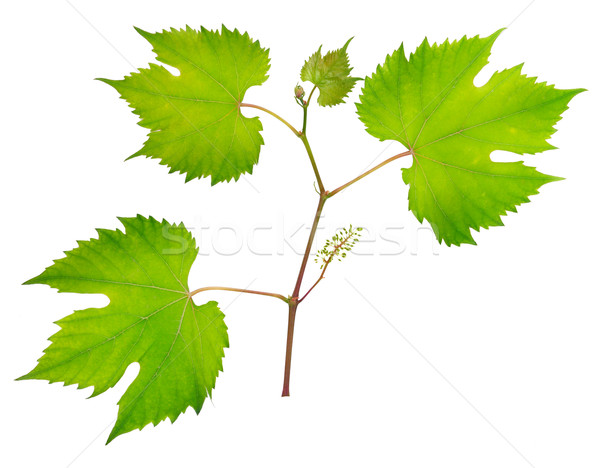 fresh grape leaves Stock photo © Serg64