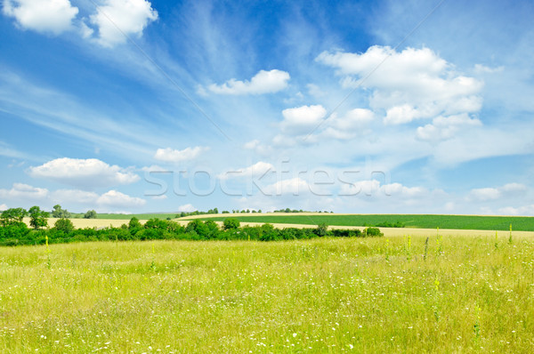 Primavera campo cielo blu cielo nubi erba Foto d'archivio © Serg64