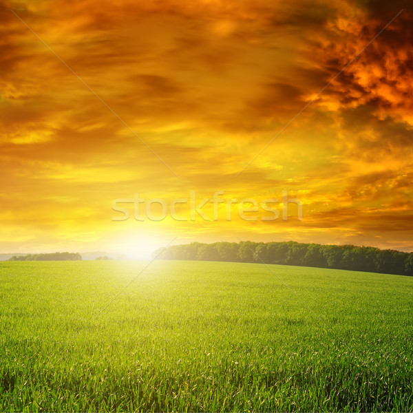 красивой закат зеленый области облака весны Сток-фото © serg64