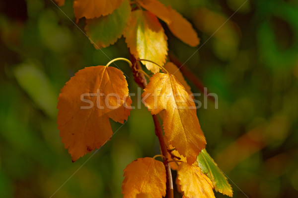 Yellow leaves in early autumn Stock photo © serge001