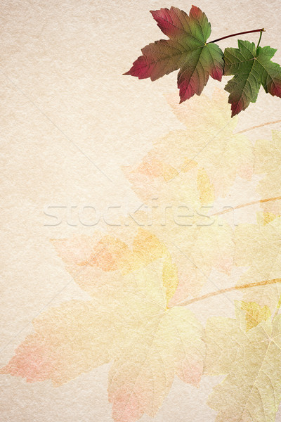 Old paper autumn leaves background Stock photo © serge001