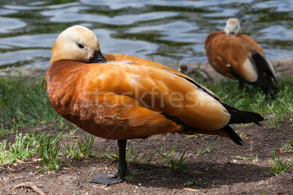 Pato familia banco estanque ciudad parque Foto stock © serpla