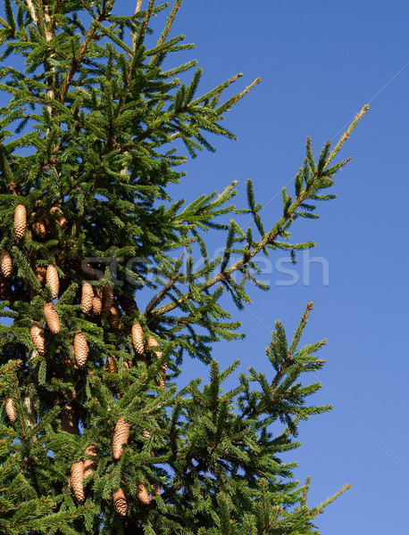 藍天 植物 支 松樹 幹 錐體 商業照片 © serpla