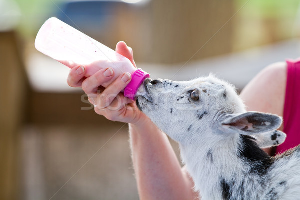 Butelki koza dziecko rolnik Zdjęcia stock © sframe